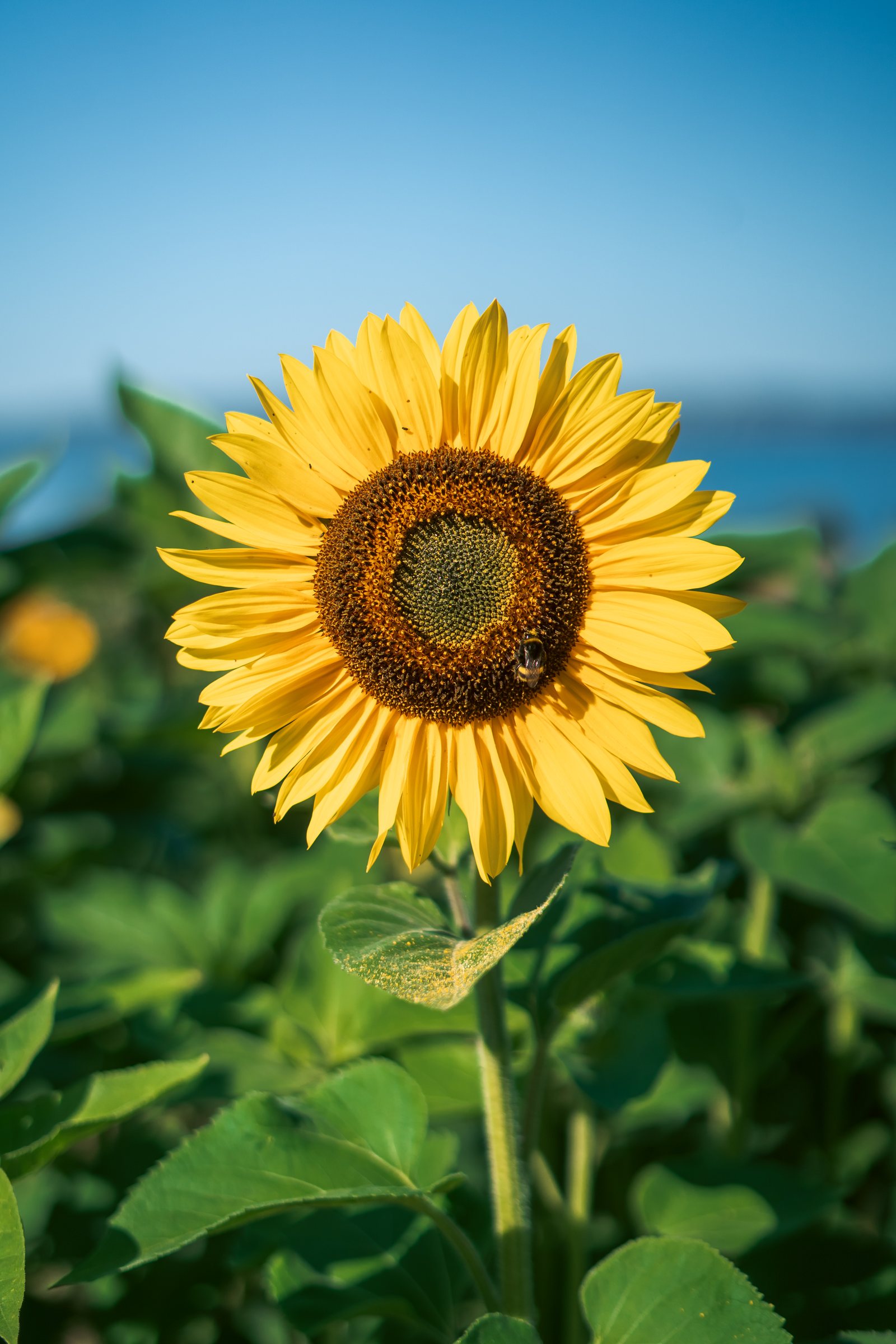 Sunflower in a field above Lake Vättern