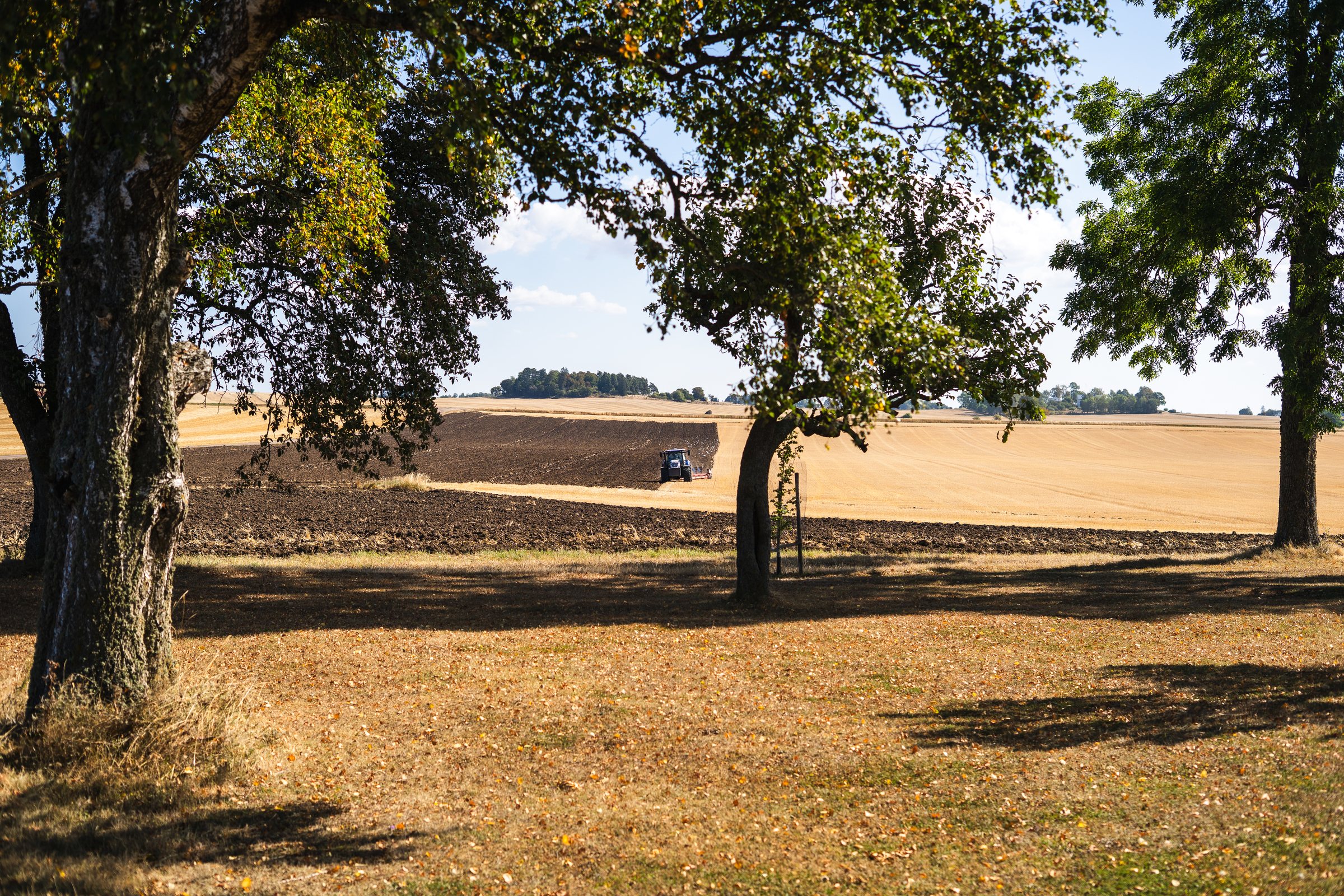 Trees standing in a ploughed field in Östergötland