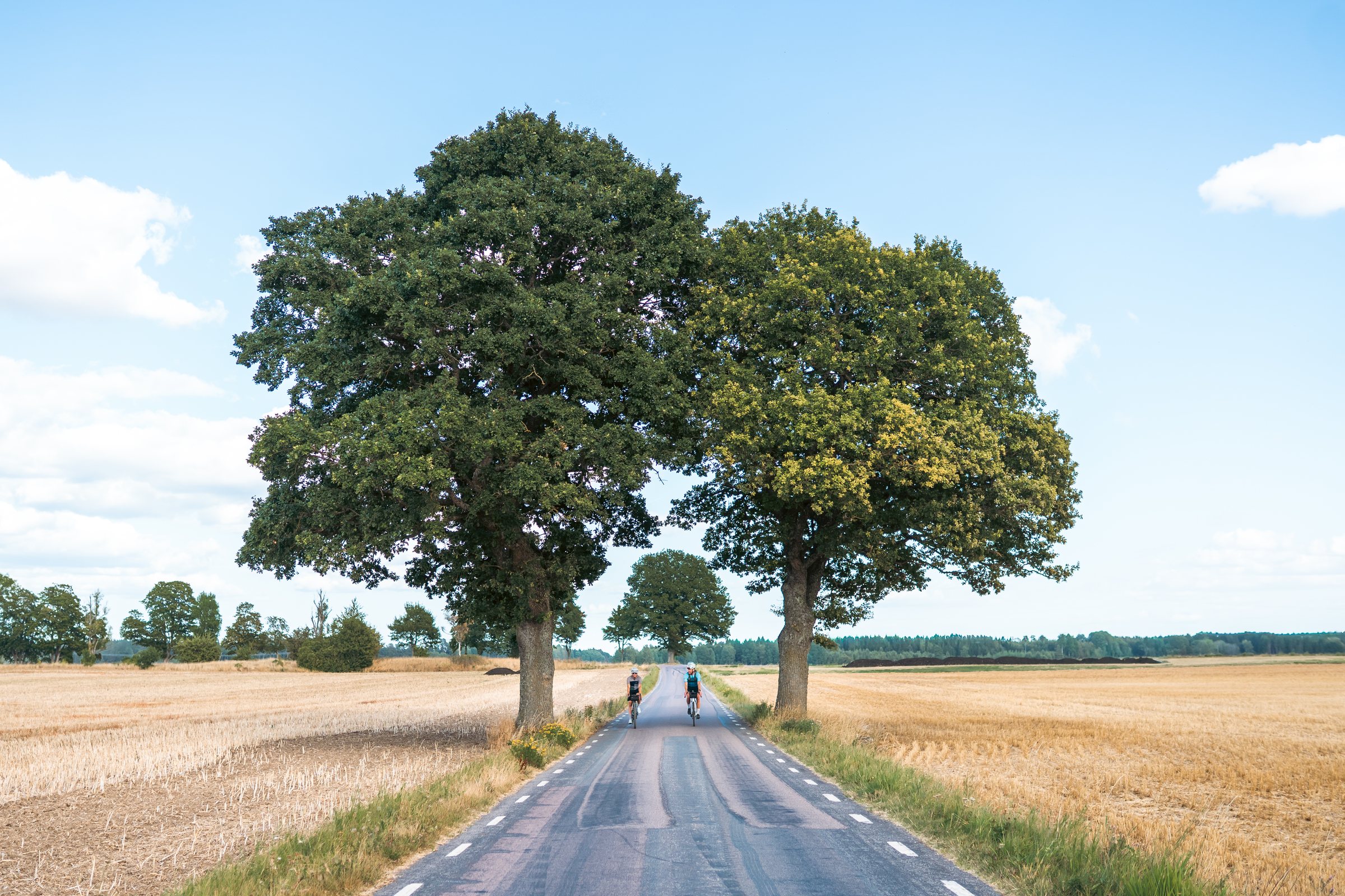 Two cyclists riding under two large oak trees on a straight road